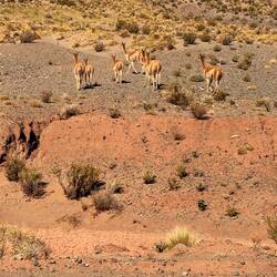 Vicuñas (wild alpacas) were a constant site on this ride