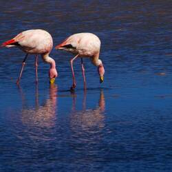 Flamingos!!!