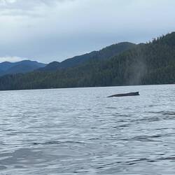 Friend just informed me this is a humpback whale. It did look to big to be a porpoise.