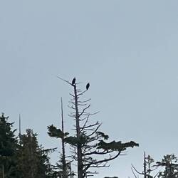 We see a lot of Bald Eagles up here.