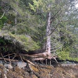 This tree has a 90 degree bend near it's base.