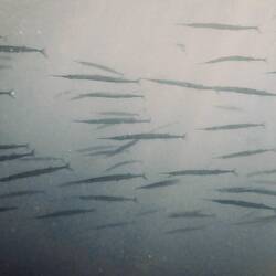 Mexican Needlefish