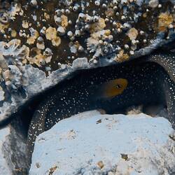 Blacktip Cardinalfish