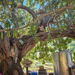 Carob tree