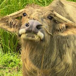 Water buffalo