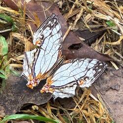 Common Mapwing. Cuc Phuong is home to 400+ butterfly species.