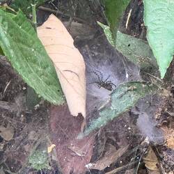 The jungle was full of all sorts of crawlies: this one with very stripey legs.