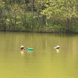 Two conical hats bobbing above the water, belonging to two submerged ladies collecting snails.