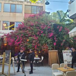 Bougainvillea