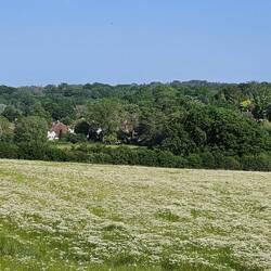 Feld voll wilder Kamille, im Hintergrund schon die Häuser von Lamberhurst