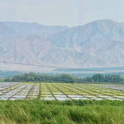 Rice fields