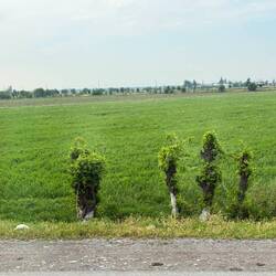 Mulberry trees, branches removed to feed to silk worms
