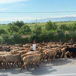 Herding sheep to grazing pastures