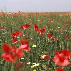Ab Agadir gibt es viele Kornfelder und rote Teppiche aus Mohnblumen