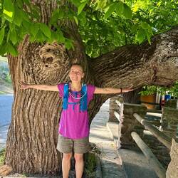 Huge old chestnut tree
