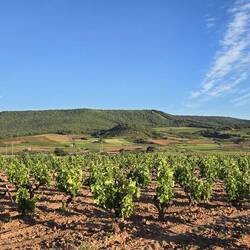Vineyards!