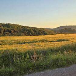 Sunrise on the barley fields