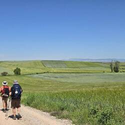 Barley and wheat fields