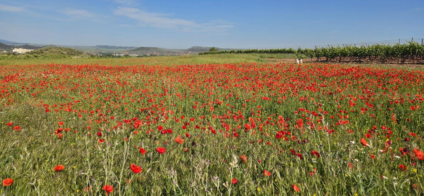 The first of many poppy fields
