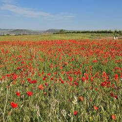 The first of many poppy fields