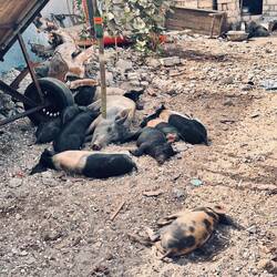Es gibt sehr viele Schweine 🐷
