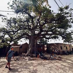 ein heiliger Baobab - soll 600 Jahre alt sein 😳