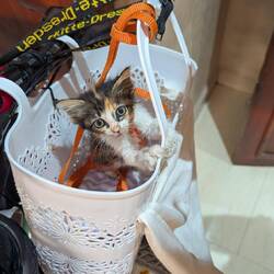 Katze testet den Korb