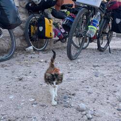 Pause bei einem Haus eines Arganöl herstellenden Kollektivs von Frauen, Pause auch für die Katze