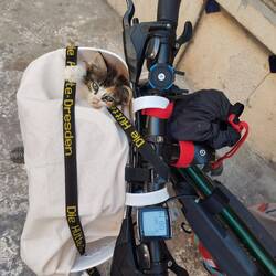 Katze will gucken, wo es hingeht