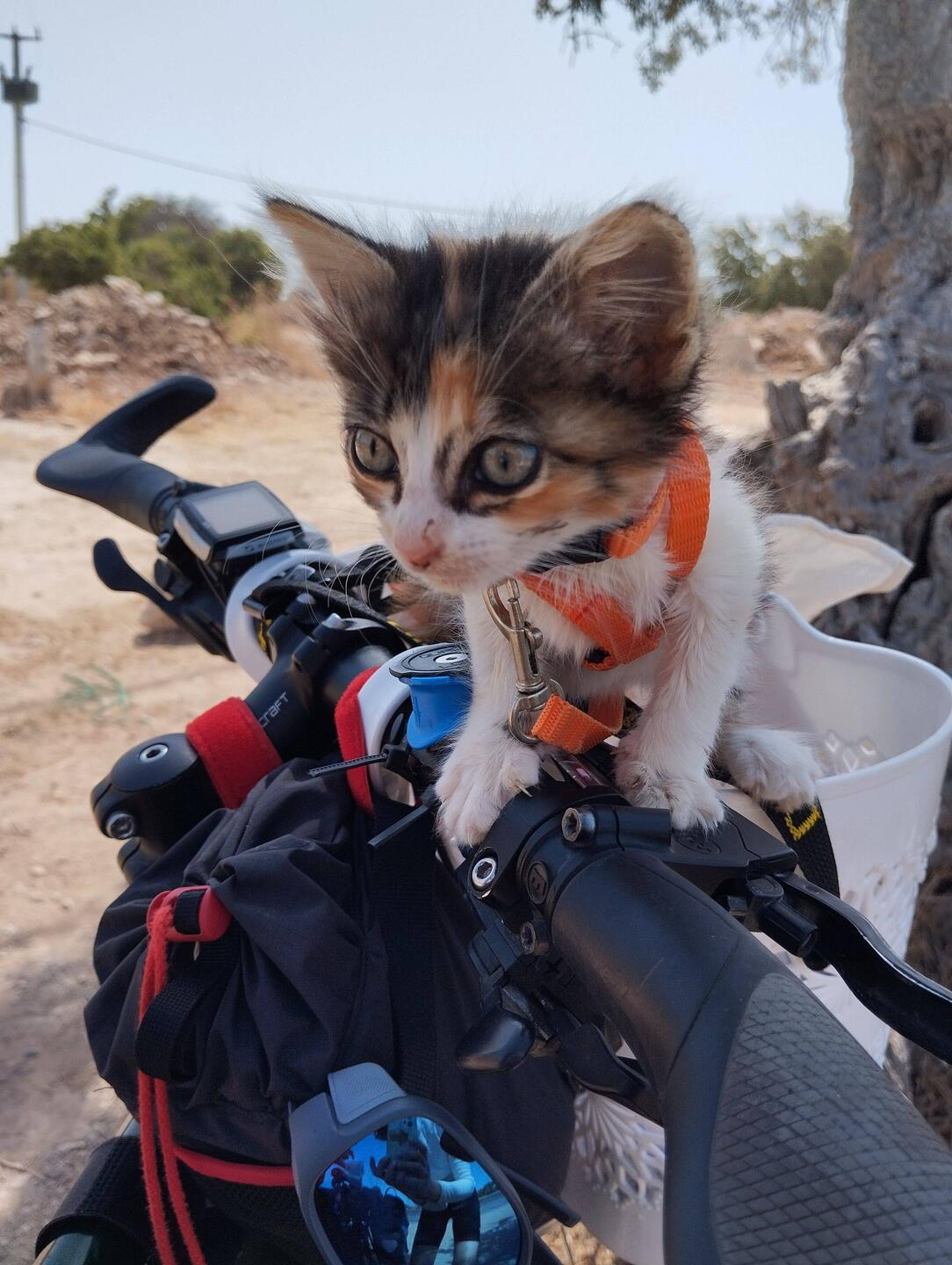 Die Katze ist noch nicht so überzeugt vom Korb