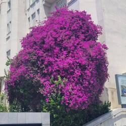 Bougainvillea