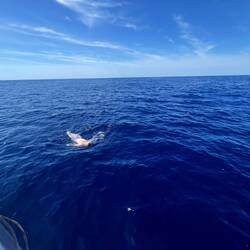 Open-water Gulf-Stream bathing.