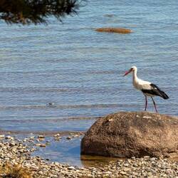 Ein fischender Storch.