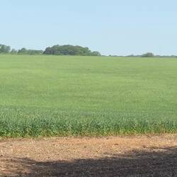 Deer bouncing through the wheat fields