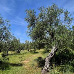Alte Olivenhaine entlang des Weges