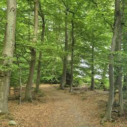 🚶‍♂️🐕🚶. Pilze gefunden, noch nicht madig😉