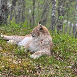 Luchs in freier Wildbahn:-))