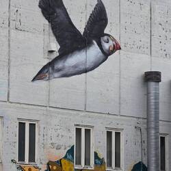 Graffiti Tromsø ( Papageientaucher )
