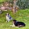 Maja und Scout, die Fellnasen unserer lieben Nachbarn