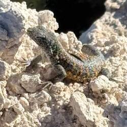 This little guy was in the salt flats