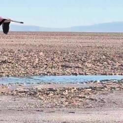 Flamingo in flight