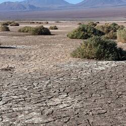 Cracked desert earth