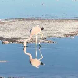 Flamingo feeding and pooping