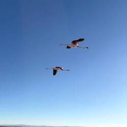 Flamingos in flight!