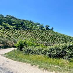 Ces coteaux sont propices aux plantations de vignes. Bonjour, le travail entre les rangs !