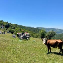 Au moins, en étant enterré ici, on a la compagnie des vaches en plus d'une vue magnifique