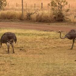 Ostrich