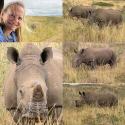 White Rhinoceros