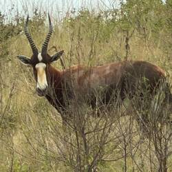 Bontebok