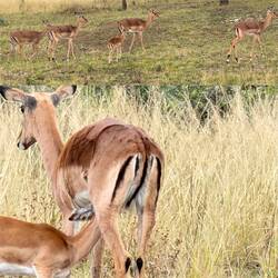 Impala